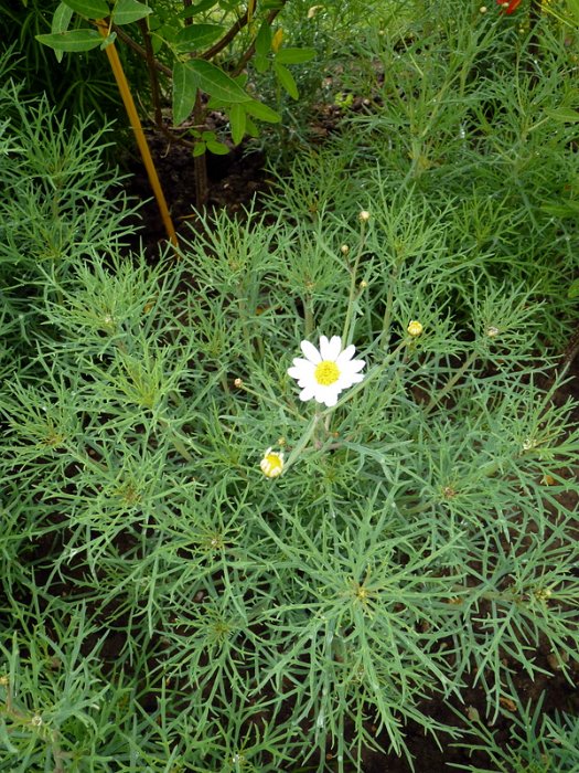 Argyranthemum frutescens 'Temps de Neige'